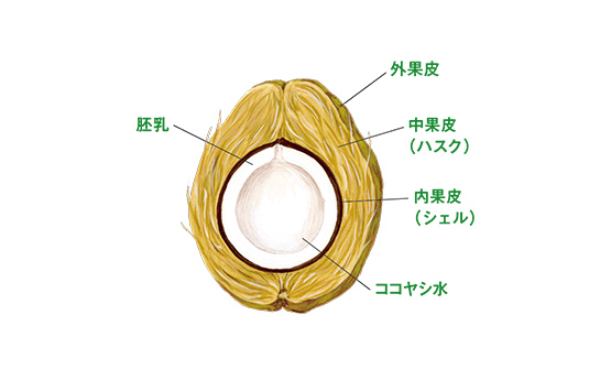 果実の断面図