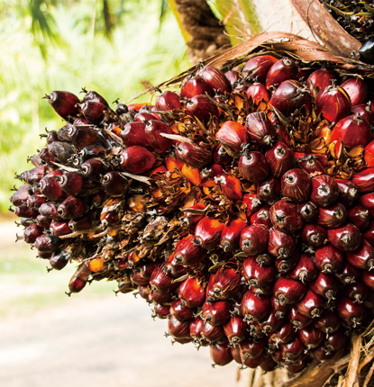 アブラヤシ (学名:Elaeis guineensis)